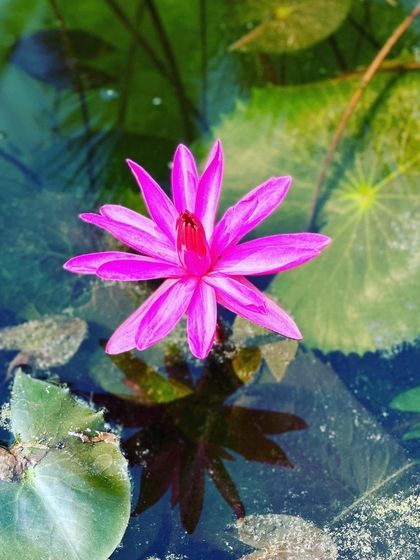 A single pink lotus flower reflected in the still water of the pond. This image, shared by a guest, captures the feeling of renewal and rejuvenation experienced at our center.