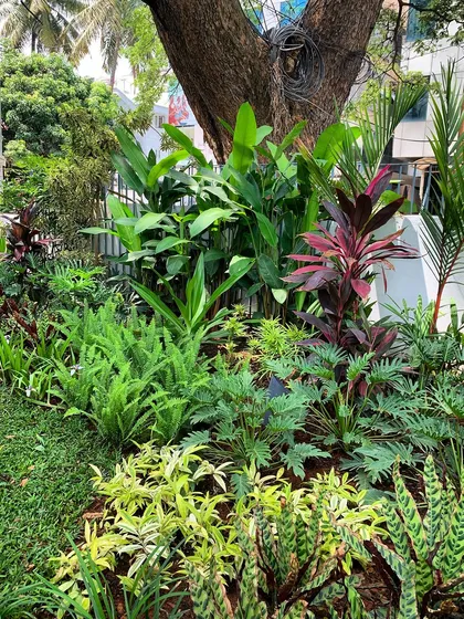 For this restaurant, we planted a tropical garden that wraps around the building. The dense foliage acts as a natural screen, reducing street noise and creating a calm, welcoming atmosphere for guests.