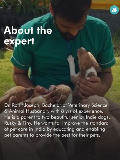 The Pack - Pet Parent Education & Workshops Expert-Led Online Masterclasses photo 21