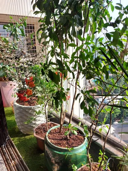 A closer look at the layered planting in a butterfly garden, with taller pomegranate trees at the back and colorful flowering shrubs in the front.
