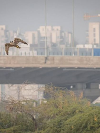 A Peregrine Falcon flies over Basai Wetland with the ever-expanding city in the background, a poignant look at the 'last migration' for many species here.