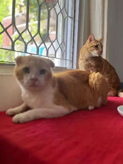 The legendary Bhopla, a cat I've known for years, is back for a visit with his friend Maya. I have experience with post-op care and special needs pets.
