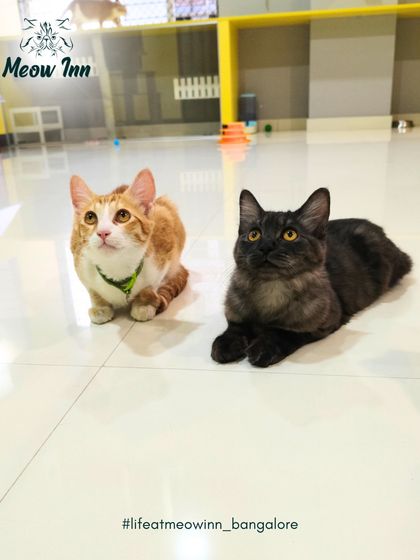 Meow Inn - Cat Hotel & Boarding Cozy, Calm & Contented Cats photo 7