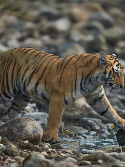 A cub from the Paarwali litter carefully stepping through the water, a moment of learning and exploration.