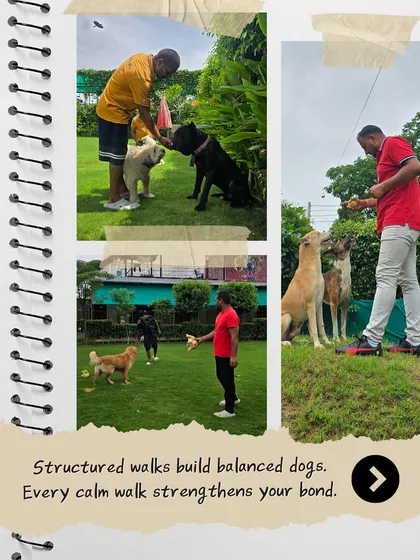 As a Dog Behaviorist, I know that structured play and walks are key to a balanced and calm dog. Here, I'm working with a few of our guests, building a bond of trust and communication. This is the foundation of a happy pet.