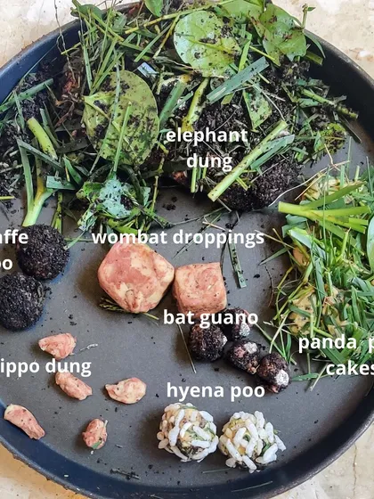 We are not afraid to get silly and talk about things that fascinate toddlers, like animal poo! This sensory activity lets kids explore different textures and learn about animal diets in the most hilarious and memorable way.