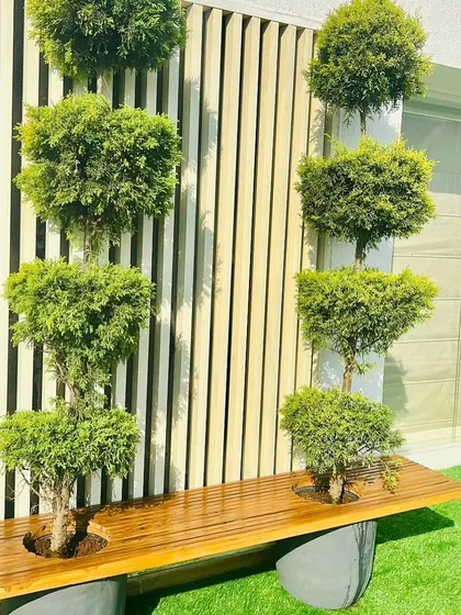 A little shaping can completely change a plant's look. Here you can see the final result of my topiary work, where I sculpted these Juniper plants into a tiered, artistic form, perfect for a formal garden or statement entrance.