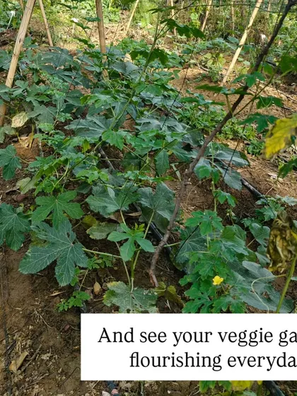 And this is the reward for all the hard work. With proper preparation, you can watch your veggie garden flourish day by day, providing you with fresh, healthy food.