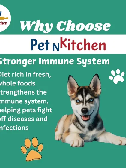 A strong immune system is crucial for a healthy pet. This image of a beautiful husky highlights how a diet rich in fresh, whole foods helps your pet fight off diseases and infections naturally.