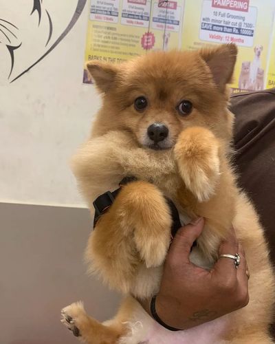Pet Daycare