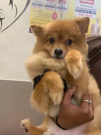 A cute Pomeranian being held by one of our team members. We make sure every pet feels safe and cared for during their visit.