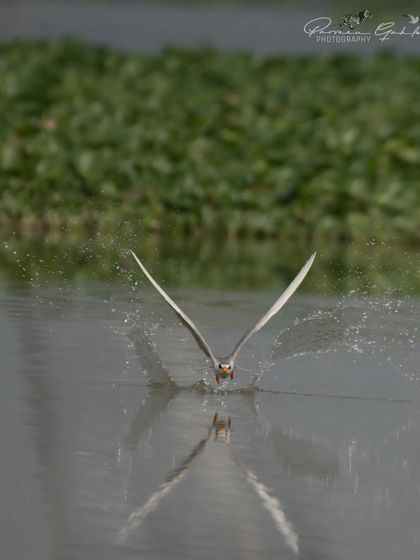 A River Tern rising from the water after a dive, creating a beautiful splash.