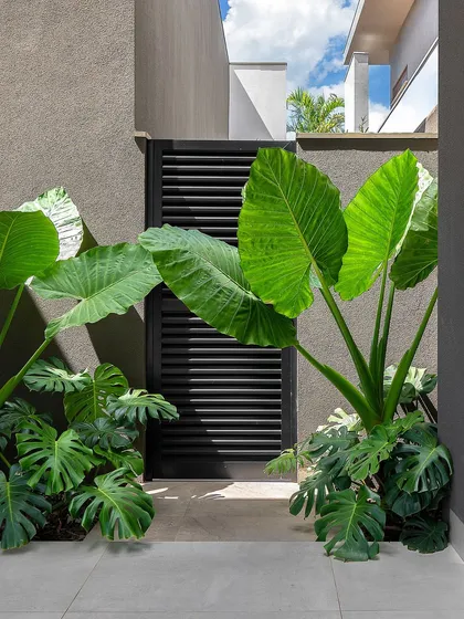 A modern entryway is softened by bold tropical plants. The large leaves of Alocasia (elephant ear) and Monstera create a dramatic and welcoming statement against the minimalist architecture.