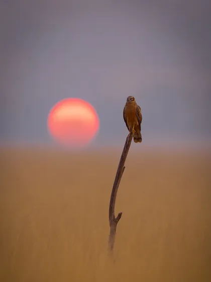 A lone harrier perched against the setting sun in the grasslands. This image is more about feeling than documentation. I guide my clients to see beyond the subject and use the light and landscape to create evocative, emotional photographs that capture the soul of a place.