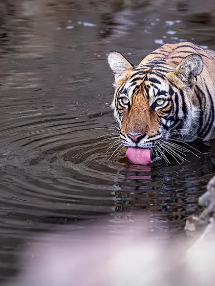 Noori drinking from a waterhole, her piercing eyes looking right at the camera. These moments are intense, and I teach how to manage your settings and your nerves to get the shot.