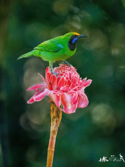 The Golden-fronted Leafbird, a beautifully colored bird seen here on a Torch Ginger flower. They are often found in the canopy of fruiting or flowering trees.