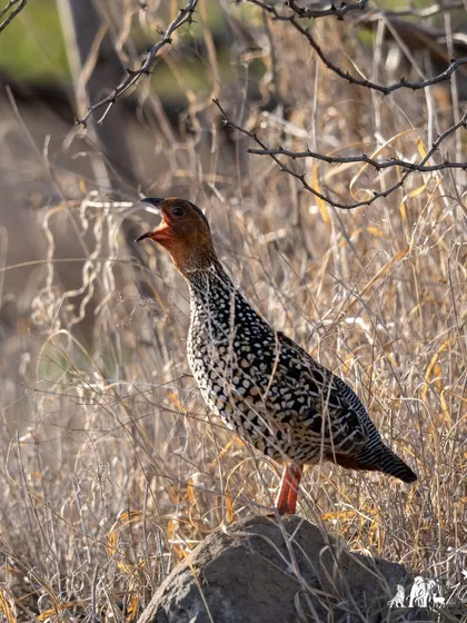 A Painted Francolin calling out from its perch on a rock. These birds are shy but become very vocal during the breeding season.