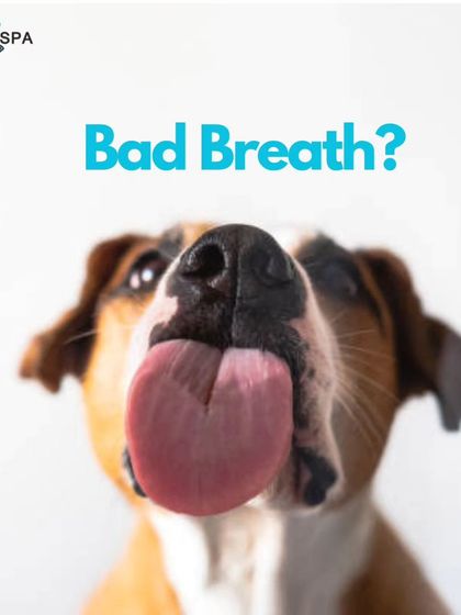 Does your pet have bad breath? This post explains the common causes and offers effective solutions, from regular brushing with canine toothpaste to using dental treats and water additives.