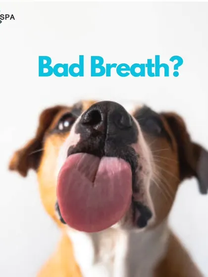 Does your pet have bad breath? This post explains the common causes and offers effective solutions, from regular brushing with canine toothpaste to using dental treats and water additives.