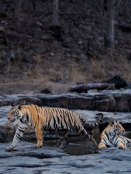 Wild Encounters: Action & Behavior photo 35