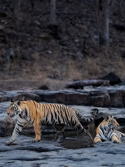 The mother tiger watches as her cub walks by.