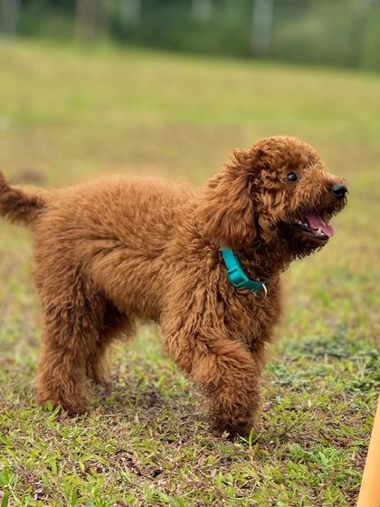 The Pawsome Camp - Dog Daycare & Boarding Our Pack: Portraits from the Camp photo 18