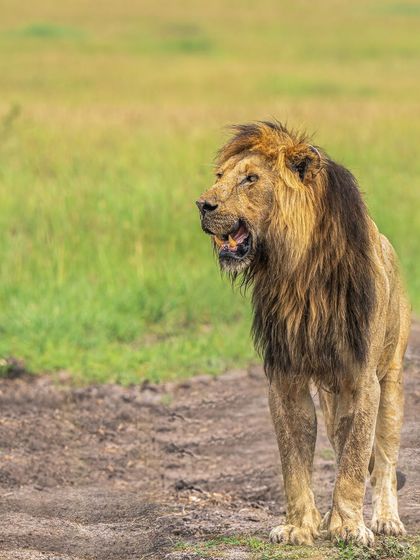 A lion stands on a dirt track. I used the negative space of the green field to the left to balance the composition and draw more attention to the subject.
