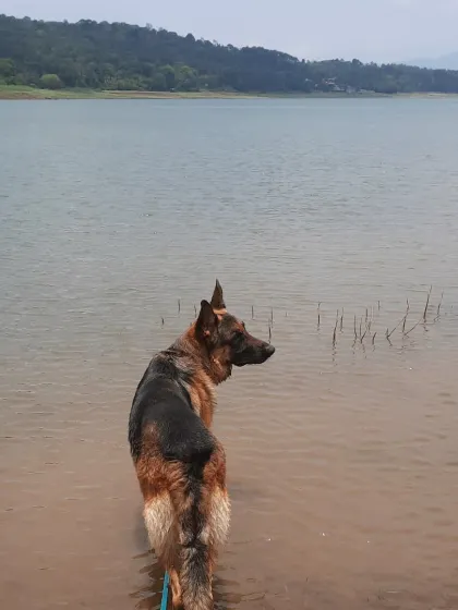 For a reactive dog like Theo, a crowded park is stressful, but a quiet lake is heaven. A huge part of managing reactivity is providing decompression walks in nature, allowing them to sniff, swim, and just be a dog away from their triggers.