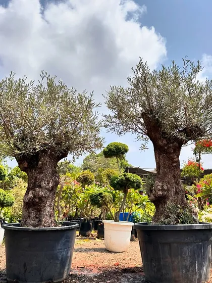 Sourced directly from Europe, these ancient Olive Tree bonsai are true living sculptures. Their gnarled trunks and silvery leaves bring a timeless, Mediterranean elegance to any garden, patio, or luxury space.