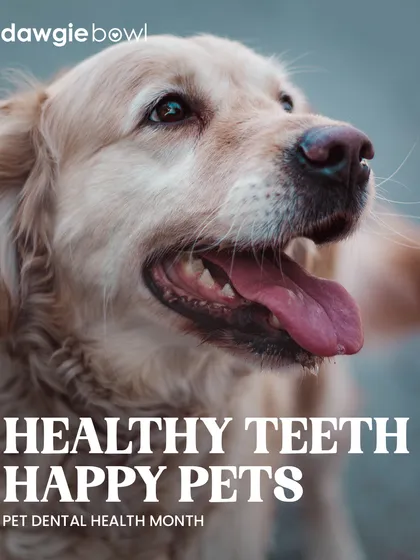 A healthy pet is a happy pet, and it all starts with what’s in their bowl. Our fresh food, free from harsh chemicals, directly contributes to better oral health, reducing bad breath and tartar buildup. This smiling Golden Retriever is a perfect example of the vibrant health you can expect.