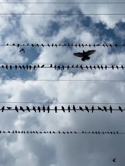 A single bird with wings outstretched seems to command the sky, flying above the neat rows of its flock. The composition highlights this individual against the collective.