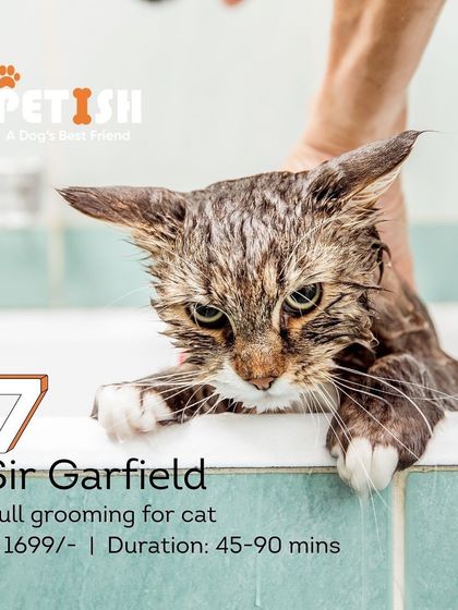 Petish Grooming - Mobile Grooming for Dogs & Cats Our Grooming Packages photo 16