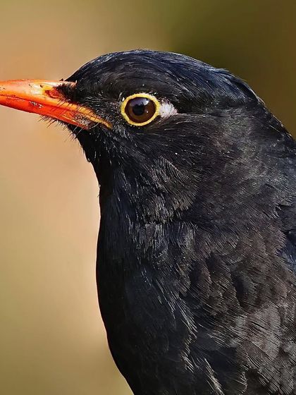 A classic portrait of a male Gray-winged Blackbird. The sharp focus on its head highlights the bright orange beak, a key feature against its dark plumage.