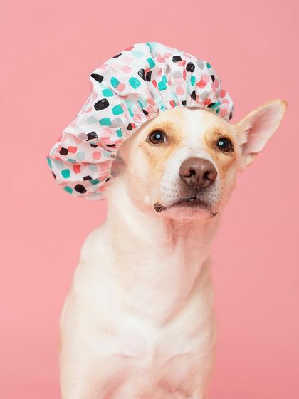 Rohit - Commercial Pet Product Photography Licensed Pet Images photo 7