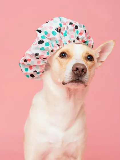 Another angle of this adorable pup in a shower cap. This image is part of my licensable stock photo library, offering a quick and easy solution for brands needing creative and high-quality pet content.
