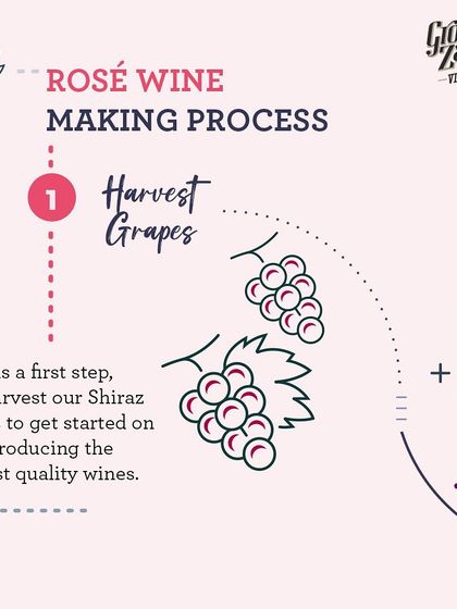 The Rosé winemaking process begins with harvesting our finest Shiraz grapes. This is the foundational step for producing a wine with the delicate salmon color and fruity flavors our Rosé is known for.