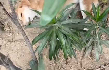 An injured or sick dog hiding in the bushes. Often, hurt animals will hide, making them difficult to find and help. Our team has to search carefully to locate them.