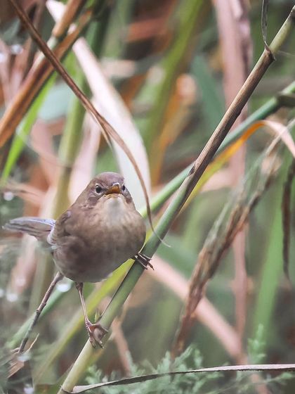 The West Himalayan Bush Warbler, a species whose wintering grounds are known from only a few locations in India. Najafgarh Lake may be one of them.
