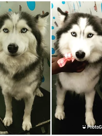 A Husky's double coat requires expert care. This before-and-after highlights our de-shedding and trimming service, which helps manage shedding and keeps them comfortable in any weather.