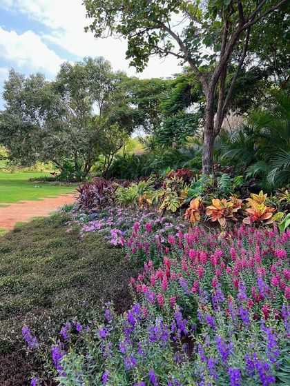 A celebration of color in an Alibaug garden. I love creating planting beds that change with the seasons, here combining purple Angelonia with pink and red flowers to create a vibrant, joyful tapestry of blooms.