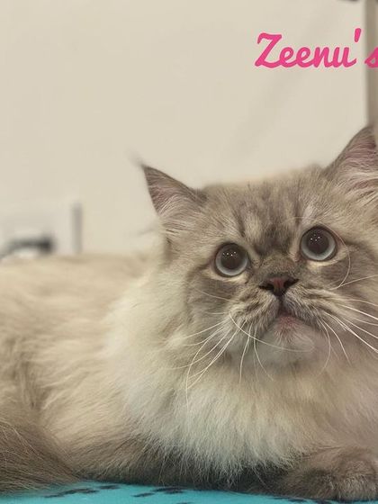 Zeenu's Pet Spa - Cat Grooming & Spa Long-Haired & Luxurious photo 4
