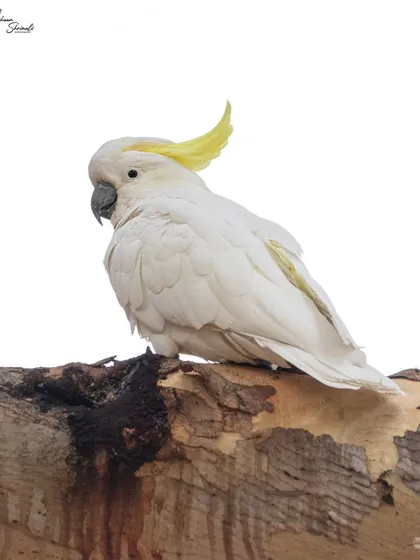 A high-key shot of an iconic Australian Sulphur-Crested Cockatoo. I was pleased with this because I managed to keep all the detail in the white plumage without blowing out the highlights, which can be tricky with white birds.