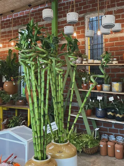 These towering lucky bamboo arrangements are a statement piece on their own. We have them in these beautiful, rustic ceramic jars.