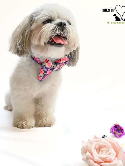 Tails of the City - Pet Supplies Our Pawsome Guests photo 13