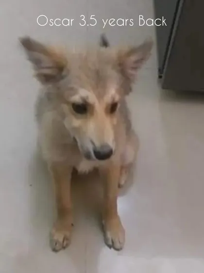 This was Oscar, 3.5 years ago. A scared, timid puppy who had a rough start in life.