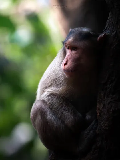 A monkey finds solitude, resting against a mighty tree trunk. The play of light and shadow creates a beautiful, moody portrait.