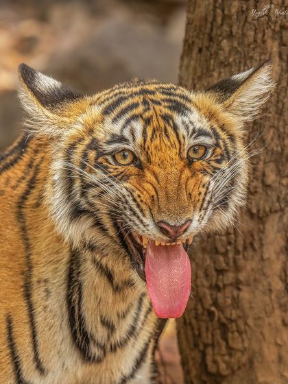 The Teaser. This tiger's flehmen response, captured up close, is a unique behavioral portrait. The direct eye contact combined with the unusual expression makes for a memorable frame.
