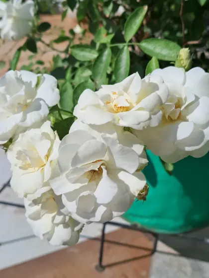 Bhardwaj - Urban Gardening Consultation A Riot of Colorful Flowers photo 113