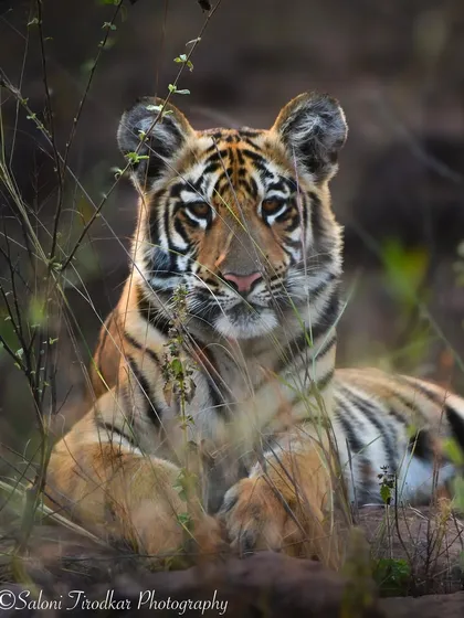 A portrait of a young tiger cub named Veer from Tadoba. You can see the innocence and curiosity in his eyes, but also the developing confidence of a future king of the jungle.