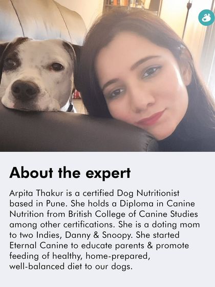 The Pack - Pet Parent Education & Workshops Expert-Led Online Masterclasses photo 35